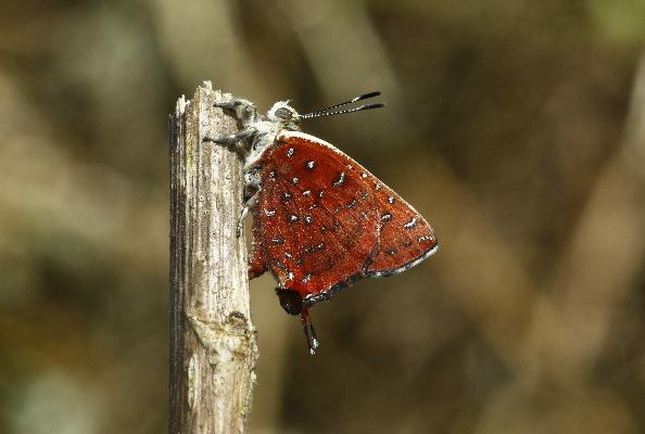 Axiocerses harpax harpax male UNS (freshly hatched)
